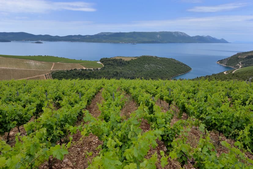 THE VINEYARDS AROUND PELJESAC IN CROATIA. 