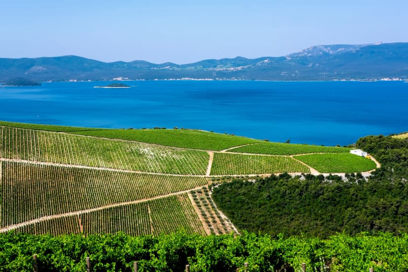 vineyards of Plavac mali grape in southern Dalmatia vith the view on Peljesac peninsula in Croatia