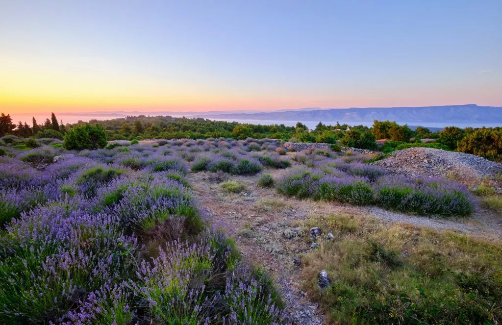 Hvarer Lavendel