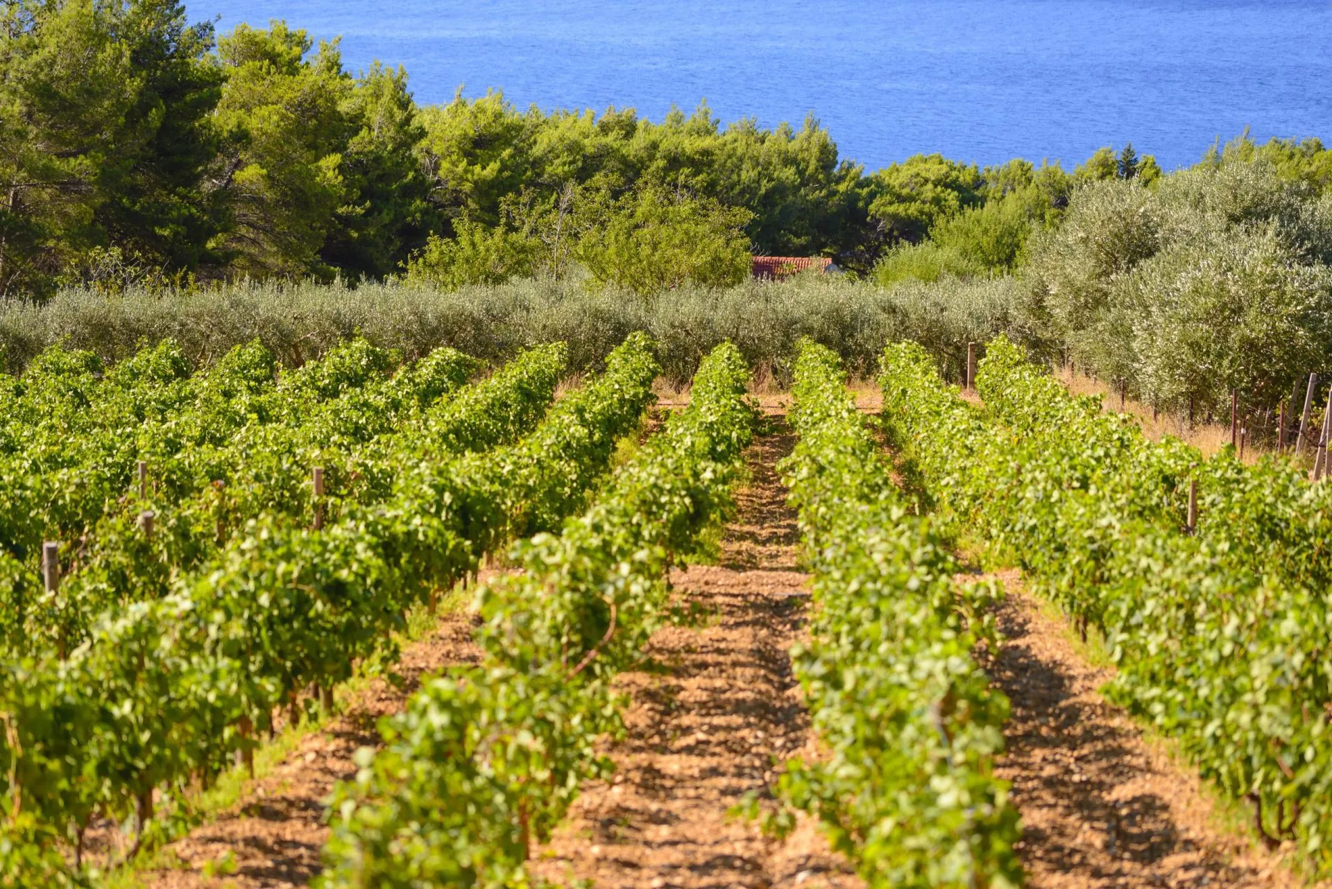 Korcula olijven en wijngaarden