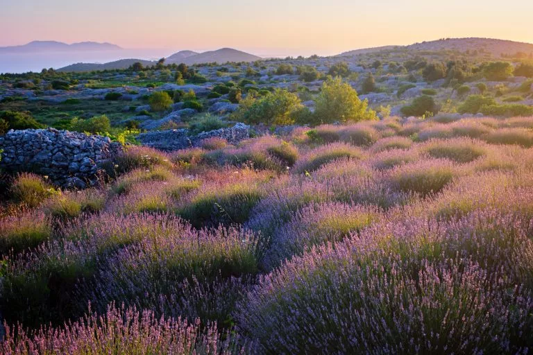 Lavender fields of hvar island