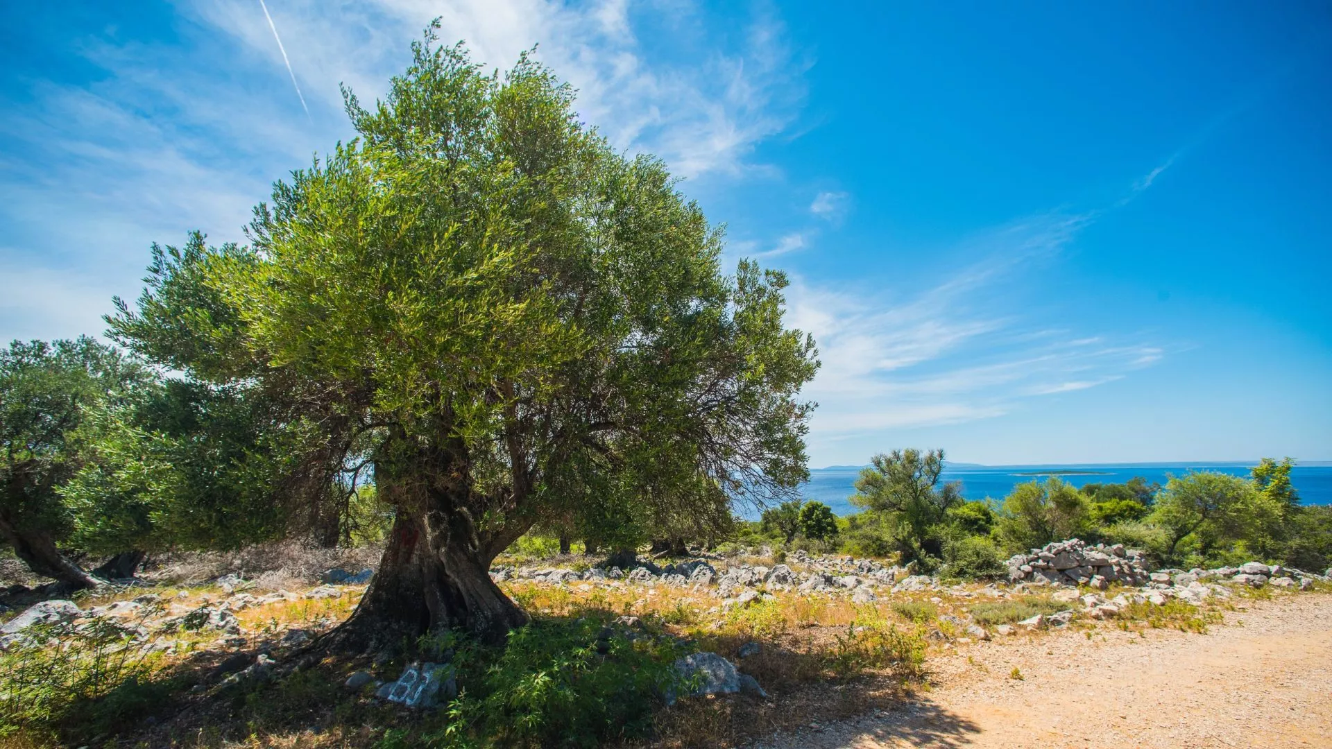Olive trees on pag island