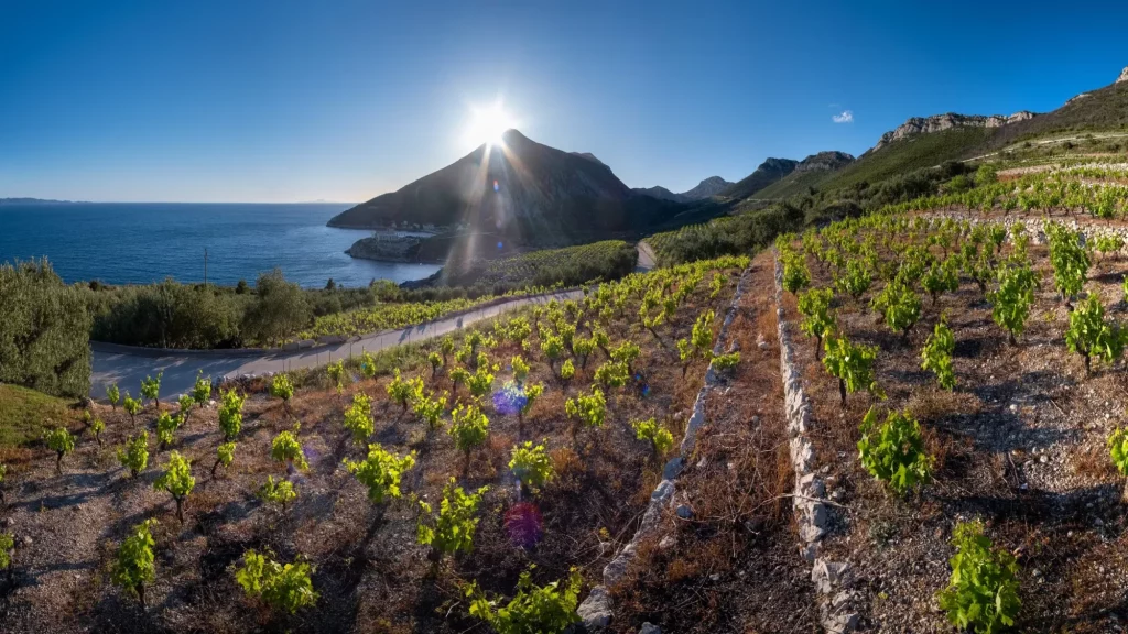 Peljesac Weinberge