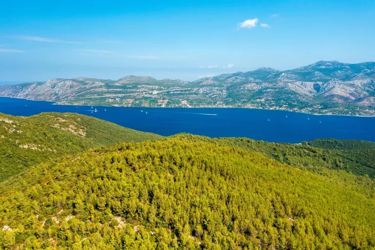 Pine forests of korcula