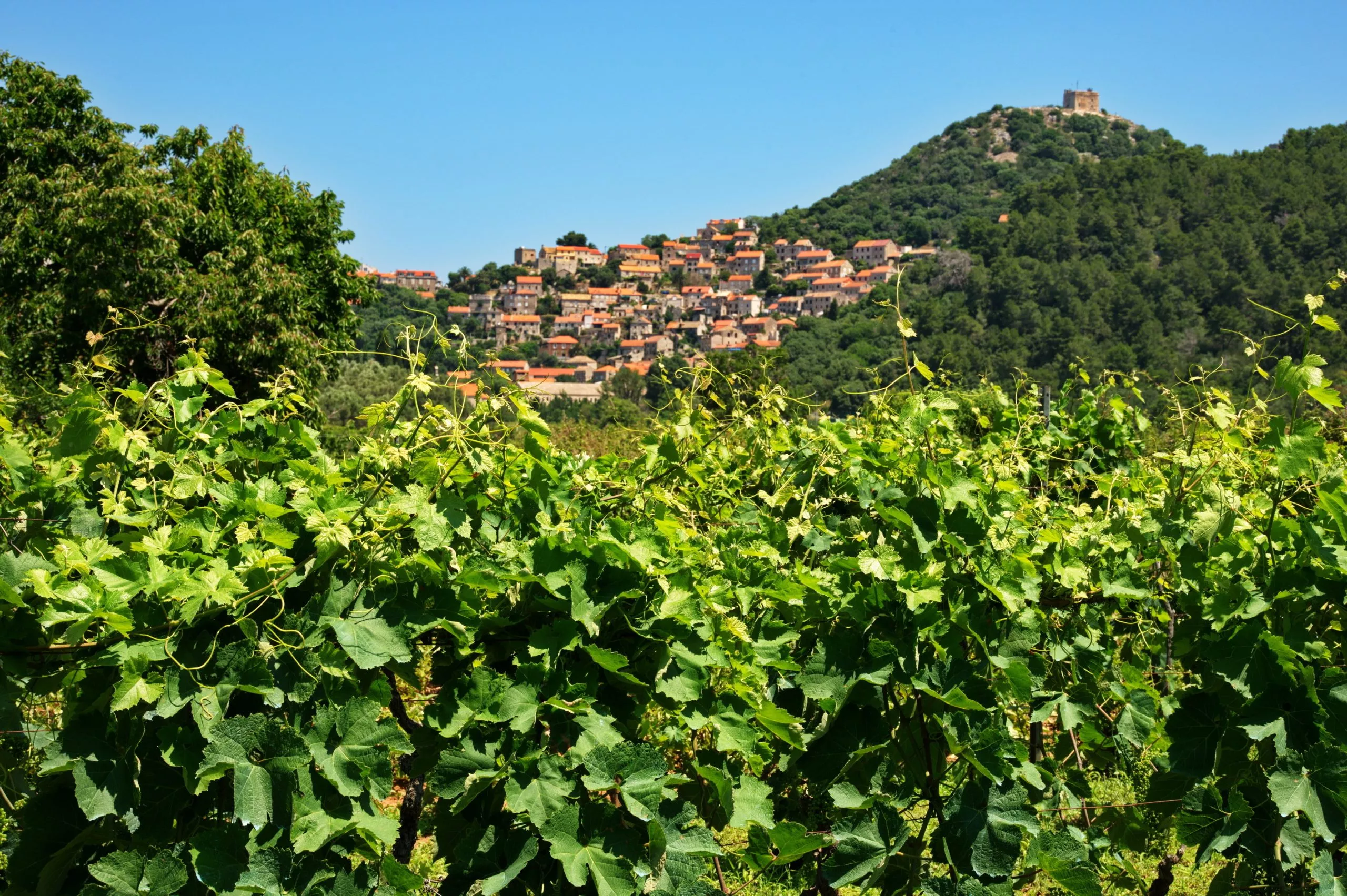 Wijngaarden voor traditionele huizen in Lastovo, Kroatië